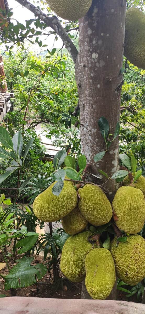 фото автора  хлебное дерево