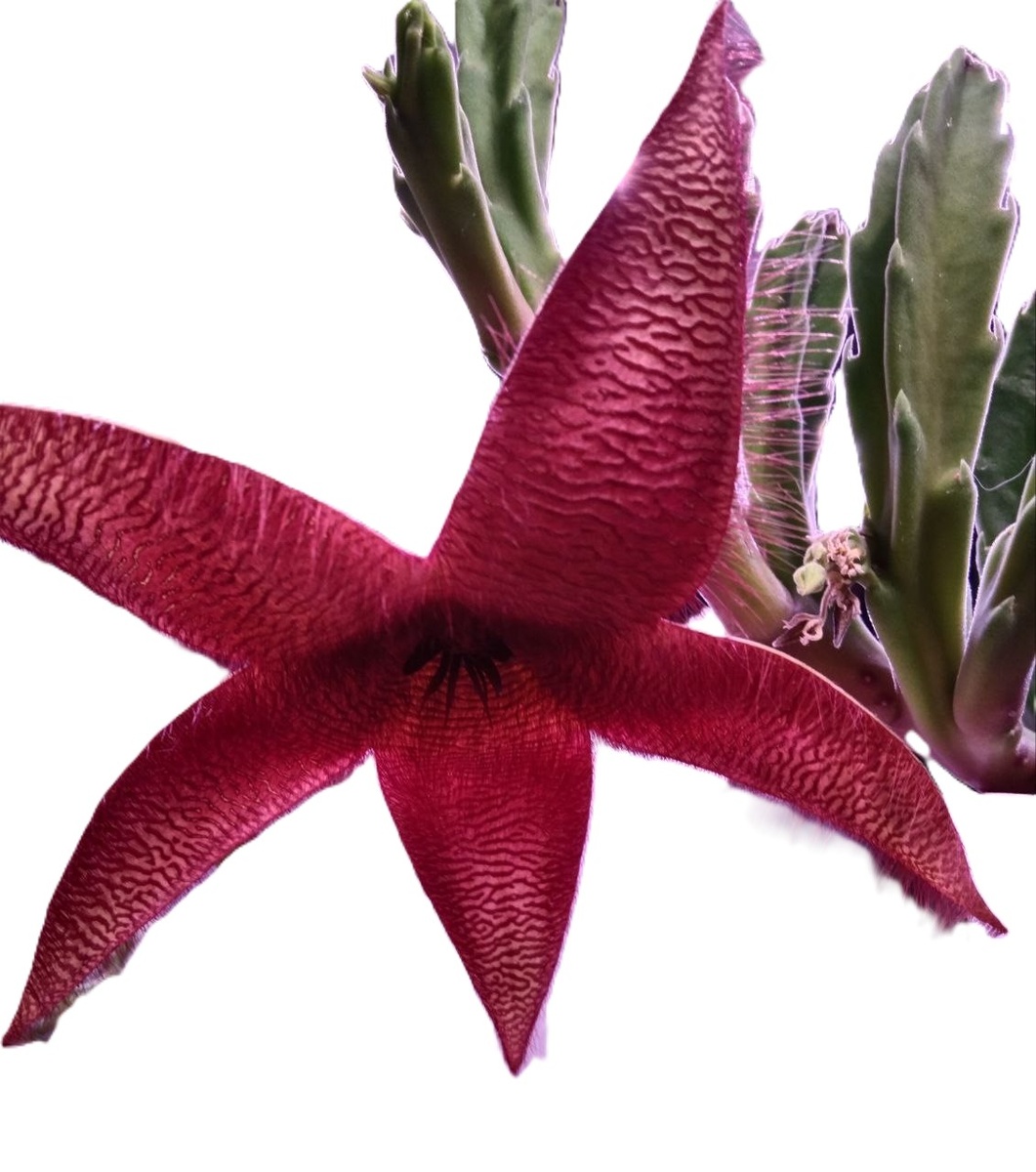 цветение стапелии 