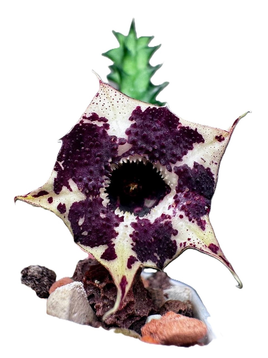 цветение стапелии