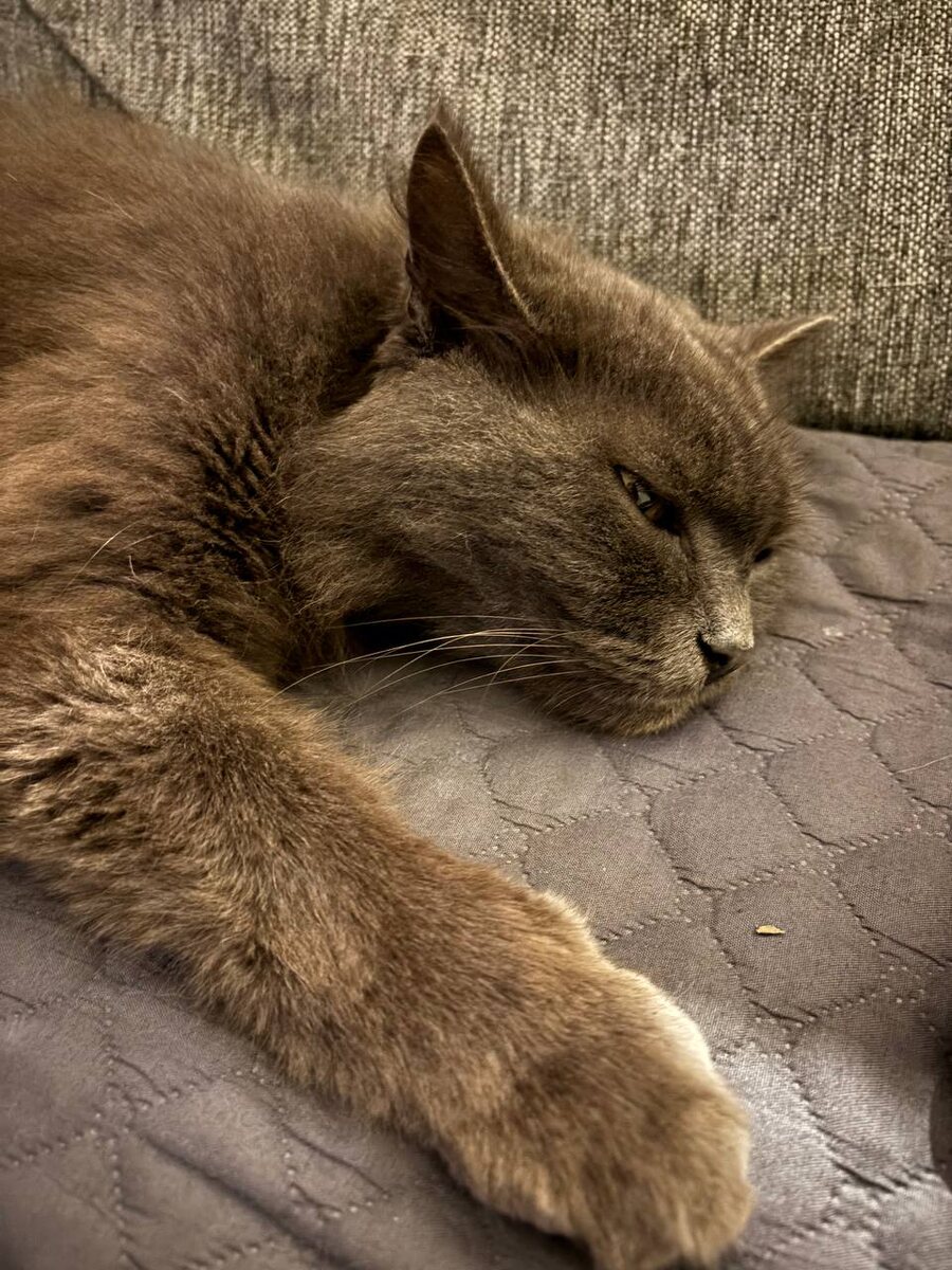 Чувствую себя котом. Дайте полежать и просто отстаньте