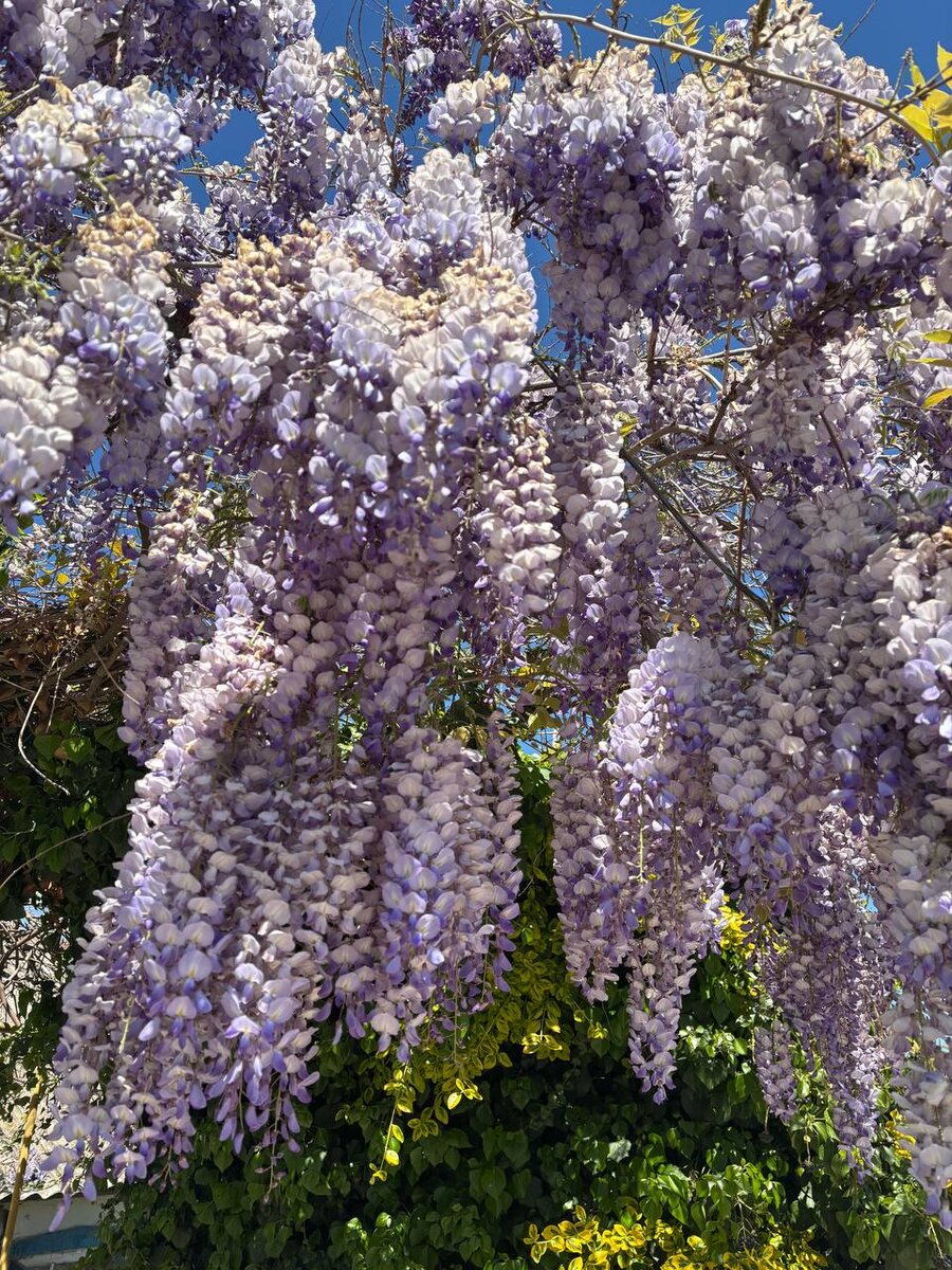 И немного весенней красоты в ленту