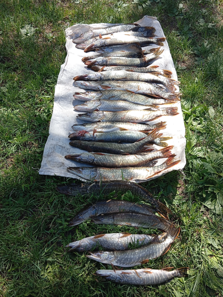    Рыбалка в Алтайском крае. Источник: "Рыбалка на Алтае. Клуб "Рыболовный край 22"