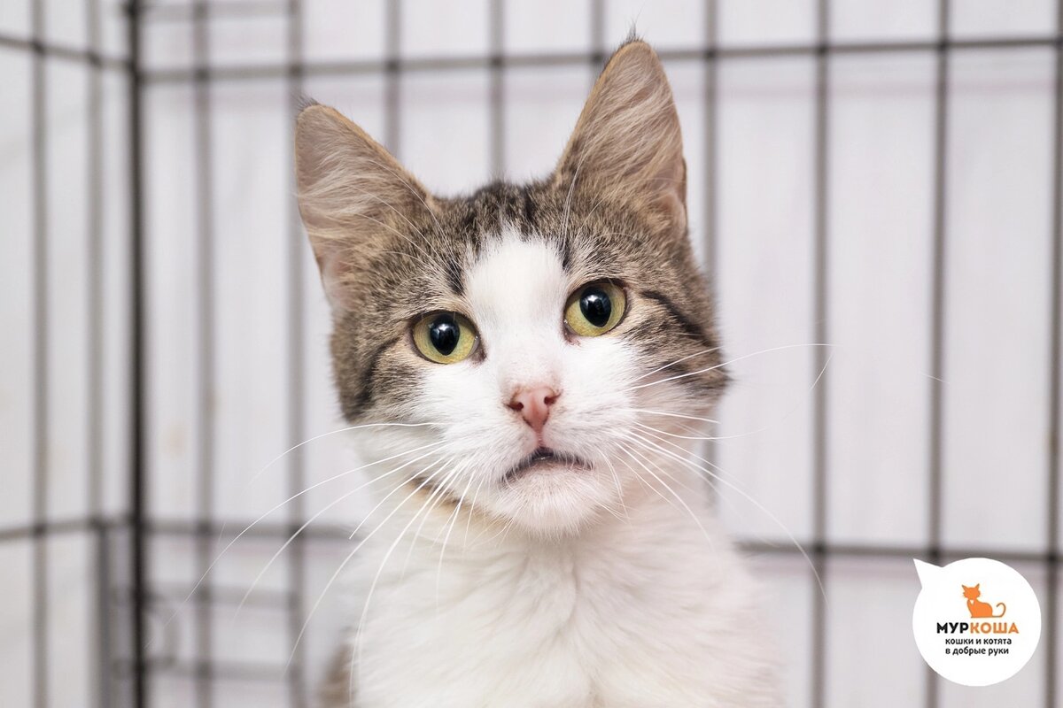 Айлиша приехала из Донецка.