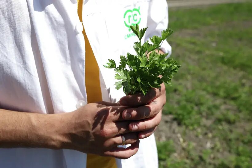  Петрушка - рекордсмен по содержанию витамина С   © РИА Новости. Виталий Тимкив