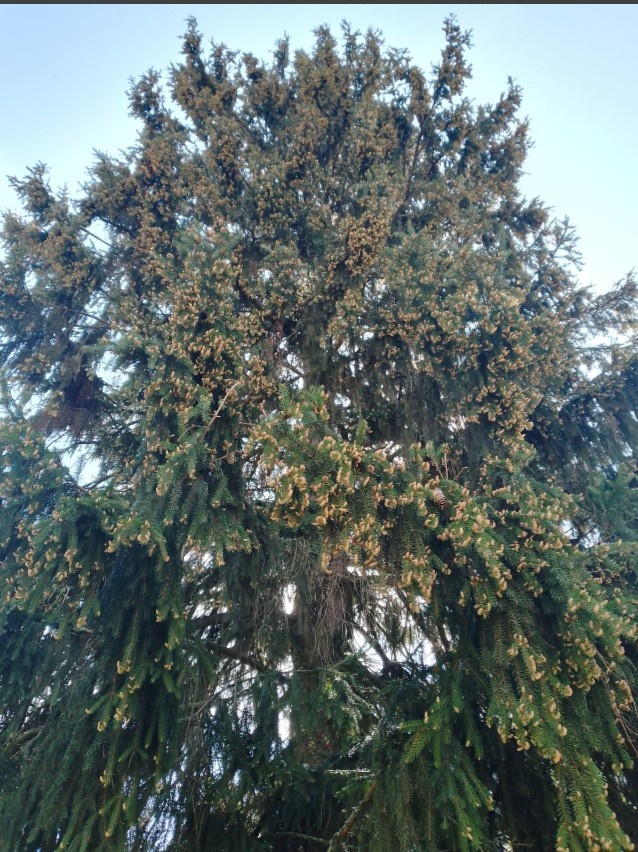 Огромная ёлка для обложечки к статье.