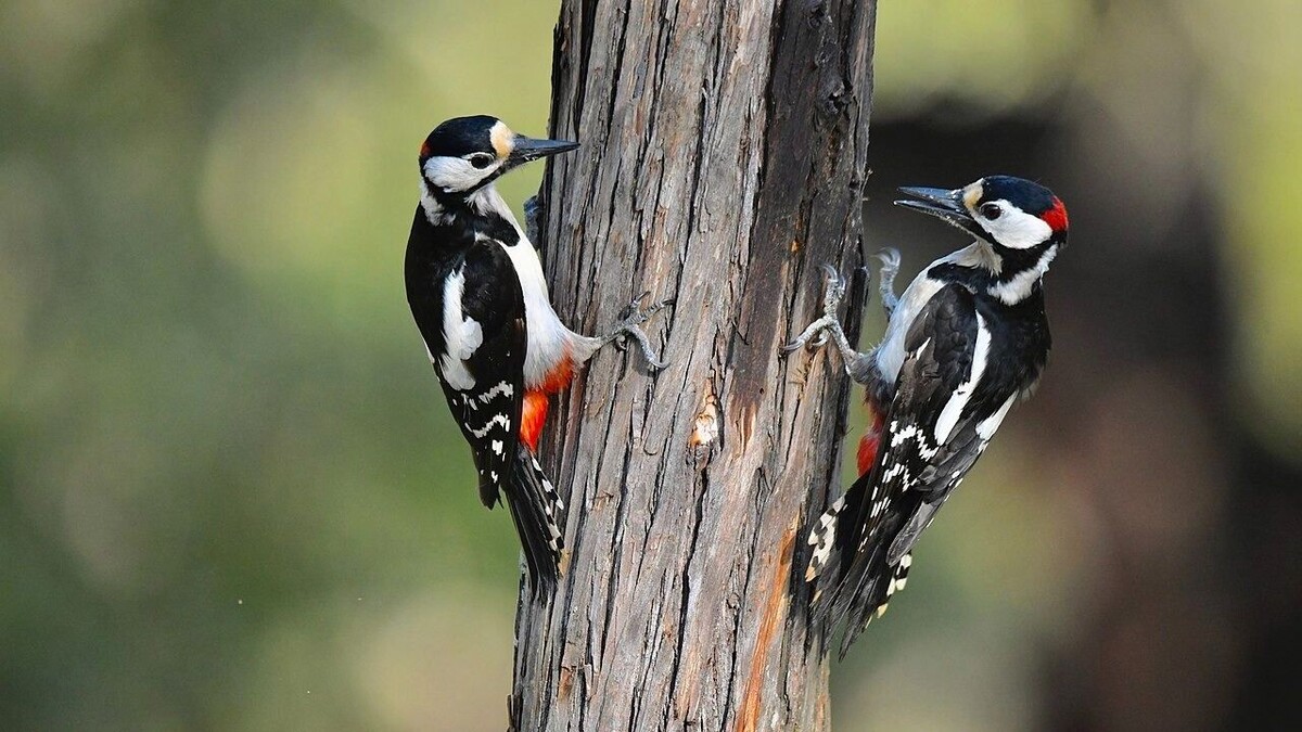     Автор: Wikimedia.org