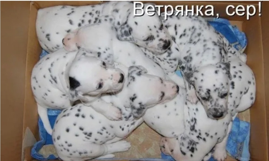 Яндекс-картинки 