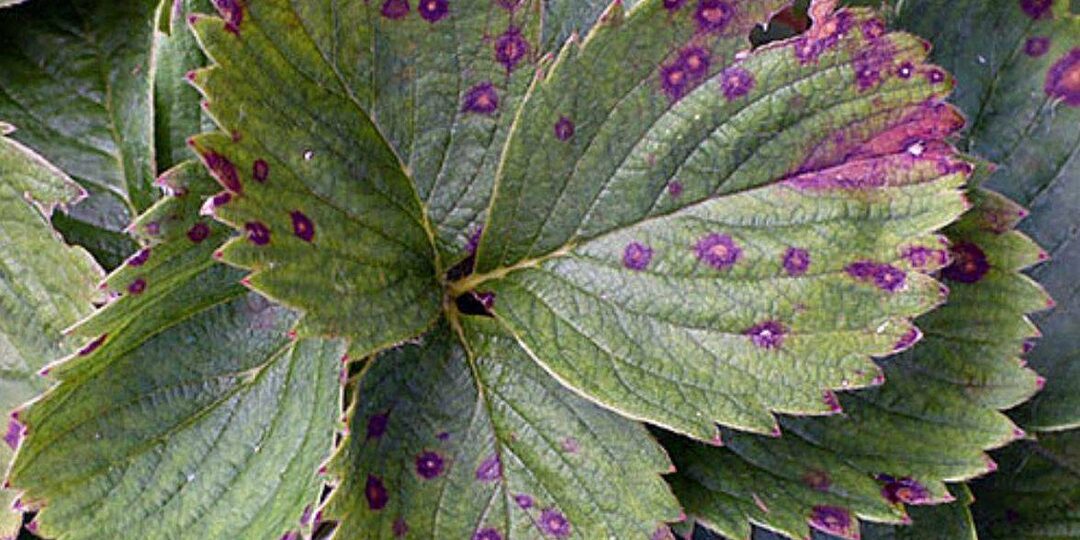 Бурая пятнистость земляники: вывести за 20 минут