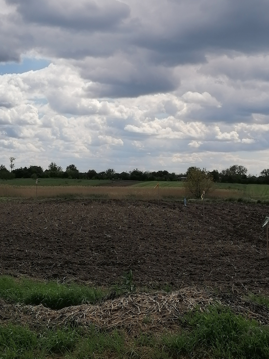 Маяки для будущей теплицы.