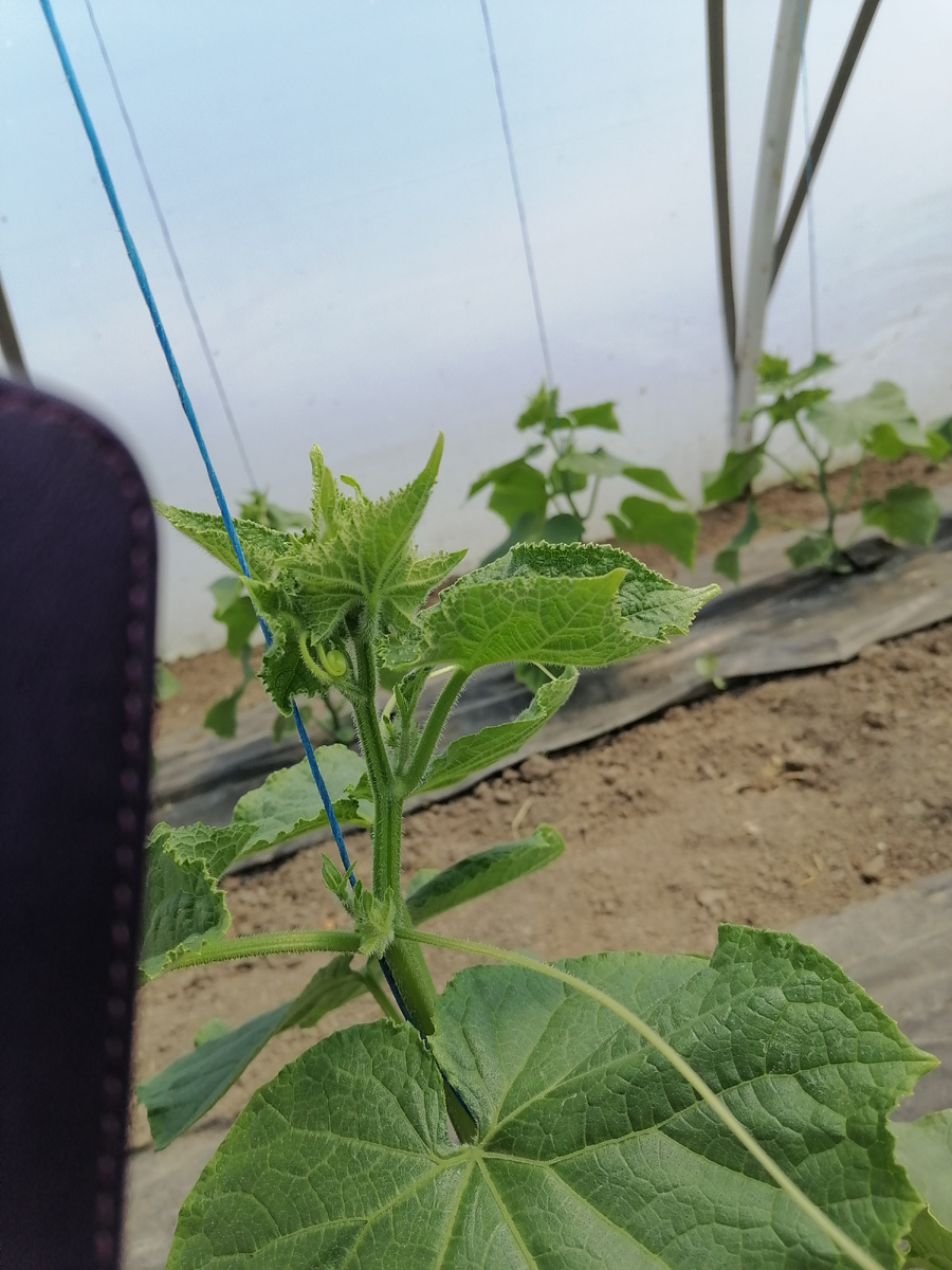 За сутки вырос куст на два пасынка и выпустил приличный ус.