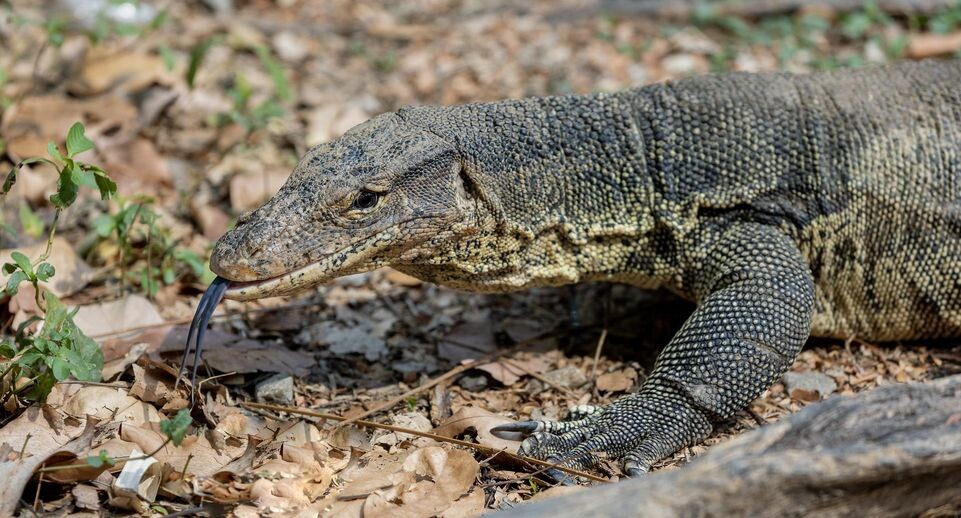    Aleksey Smyshlyaev/Global Look Press / www.globallookpress.com