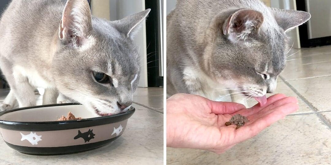 Вы даёте кошке сухой корм? 6 ошибок, из-за которых она может заболеть — и вы не поймёте, почему