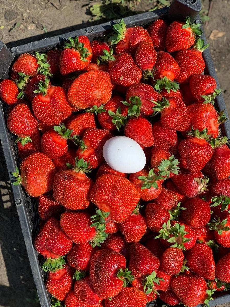 Клубника размером с куриное яйцо