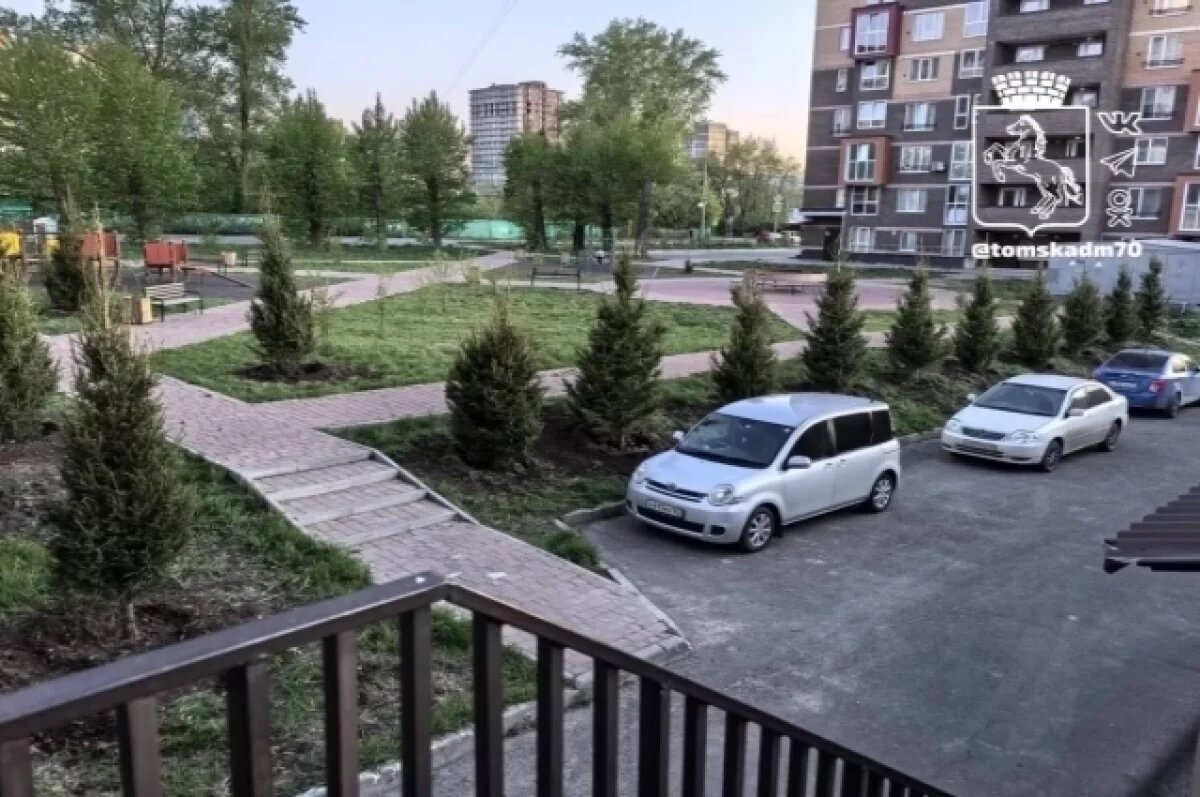    На Сибирской в Томске появилось 20 крупных елей