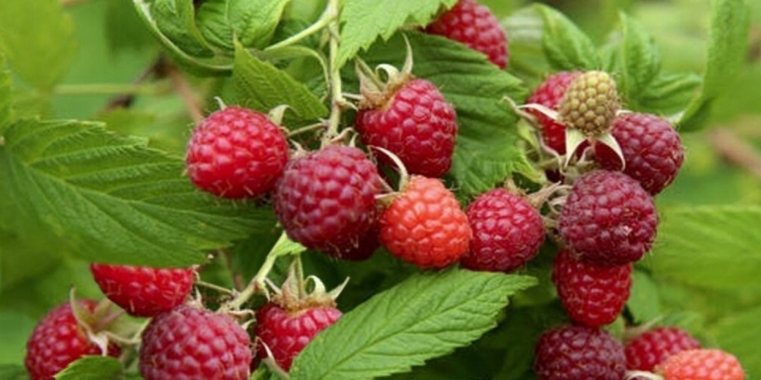 Малине перед цветением это необходимо: секреты ухода для обильного урожая