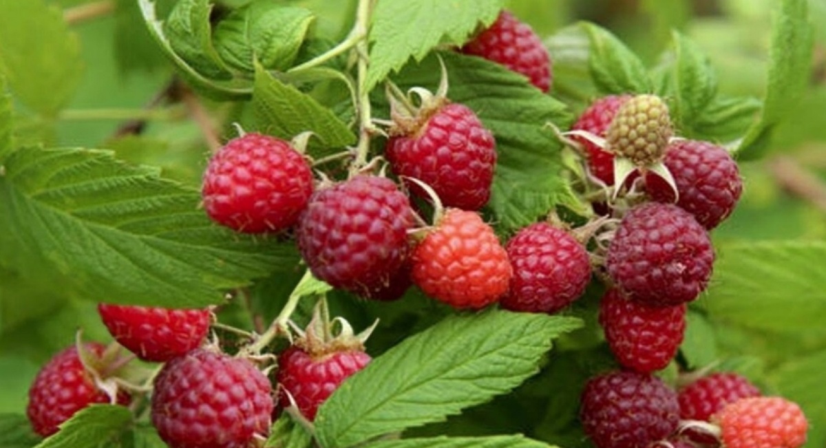 Малине перед цветением обязательно: секреты ухода для обильного урожая