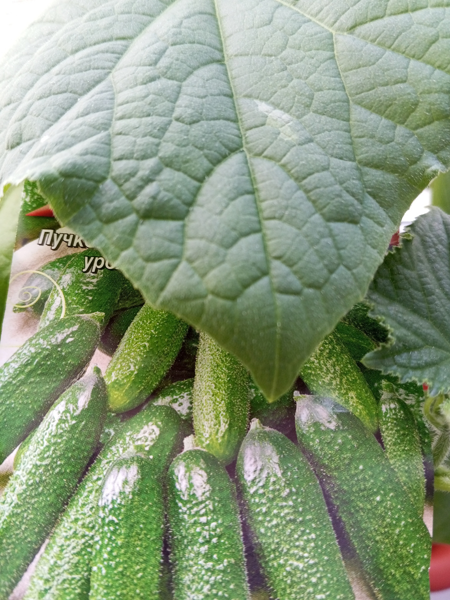 Одно из важных условий, правильный выбор семян