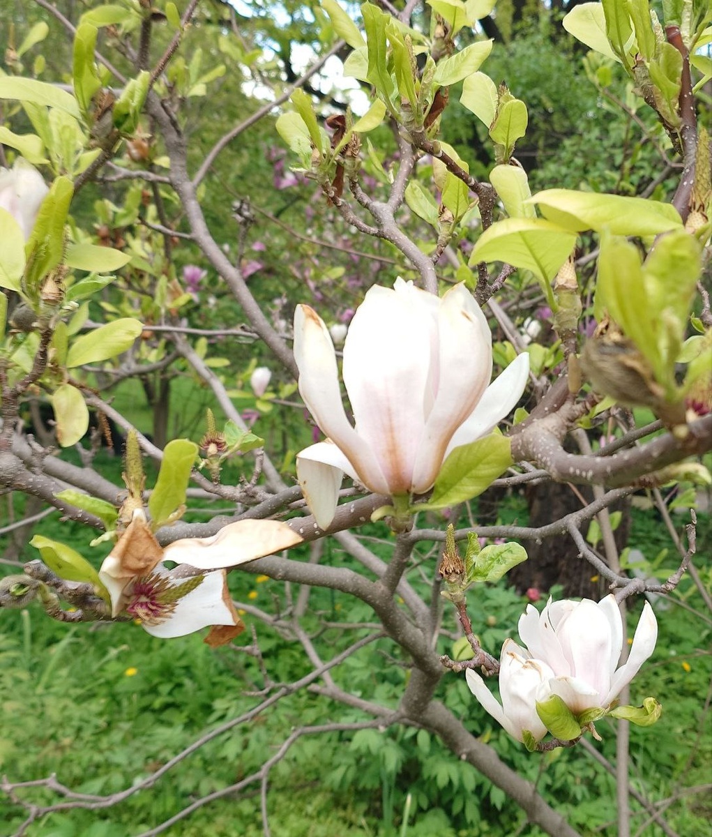 Магнолии