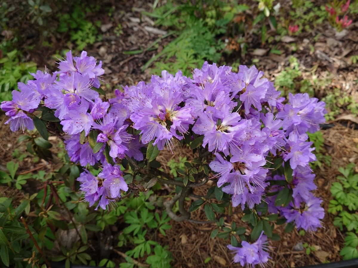 Рододендроны и прочие