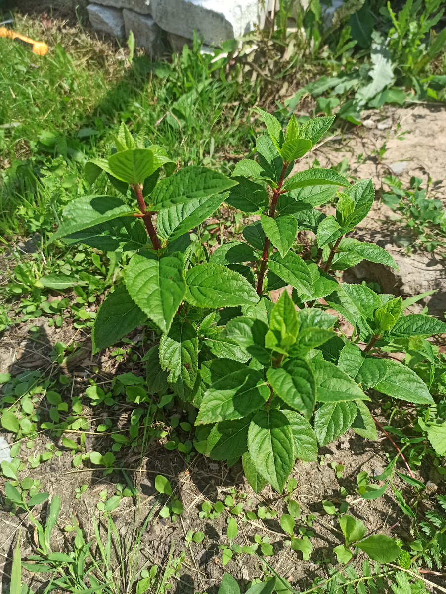 Ванила Фрайз июнь 2024.