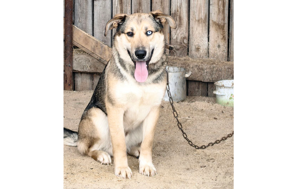 Рыжка. Возраст 11 месяцев