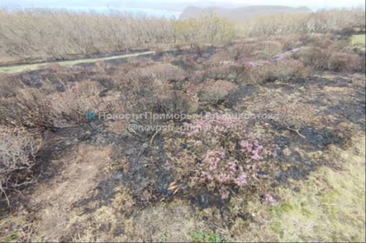    Экологи почеркнули, что чтобы восстановить уничтоженную популяцию необходим будет не один десяток лет