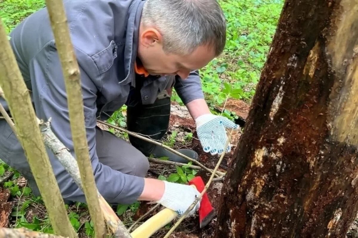    Калужские хвойные леса проверяют на наличие вредителей