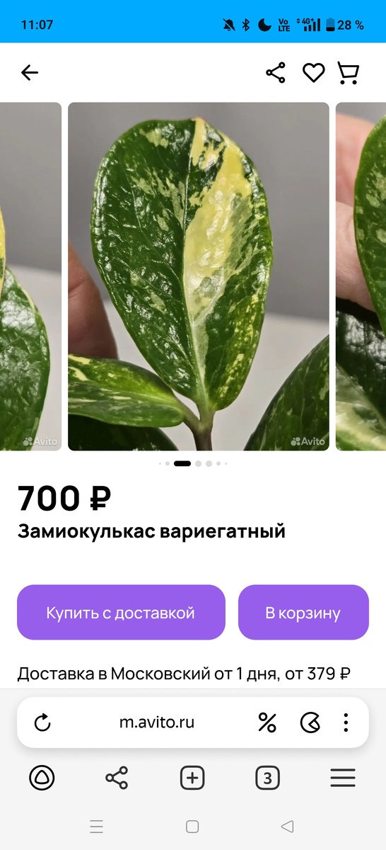 Цена указана за срезанный сегмент (без корней и клубня) 