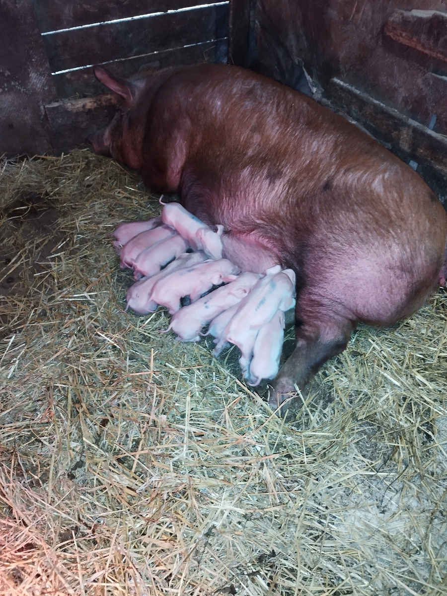 Мелочь наша