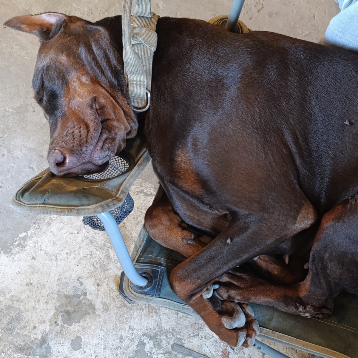 Креветка добермана