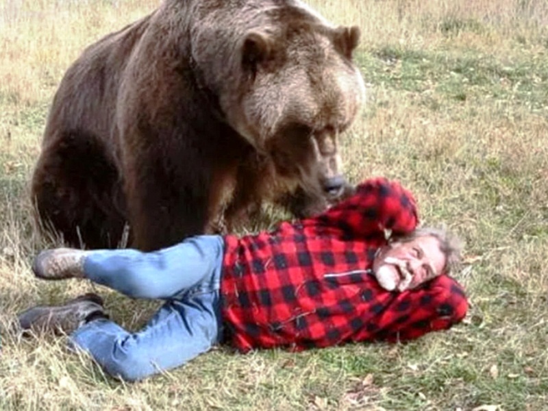 Нападения медведей стали чаще