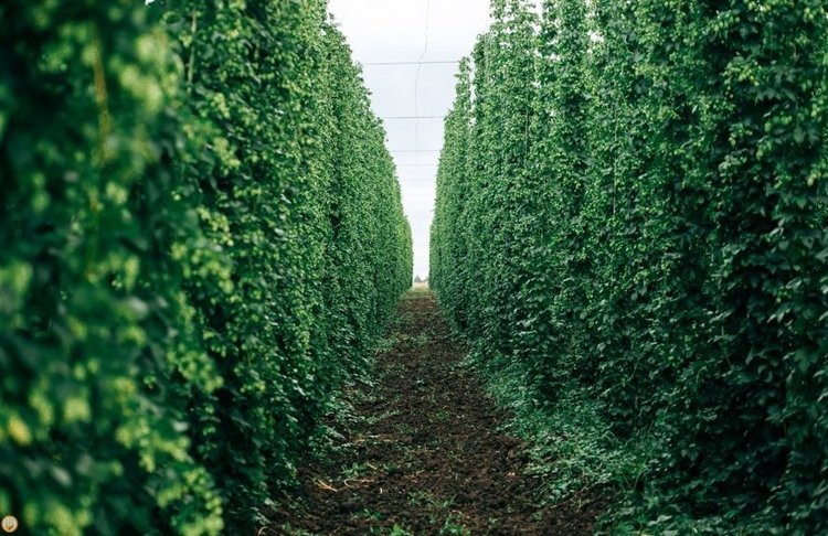    Чувашский ГАУ победил в Национальном органическом конкурсе в номинации «Новый органический продукт»