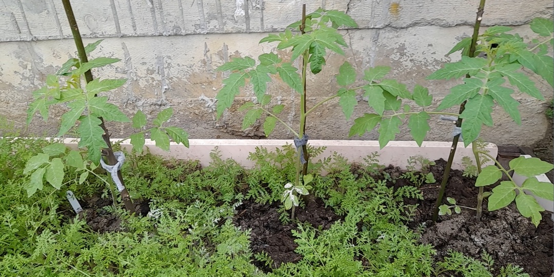 Высадка рассады томатов по всходам фацелии – увеличит урожай помидоров в несколько раз: секреты ухода за грядками