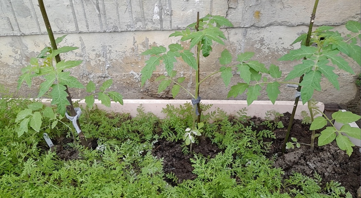 Высадка рассады томатов по всходам фацелии – увеличит урожай в несколько раз: секреты ухода за грядками. Фото автора