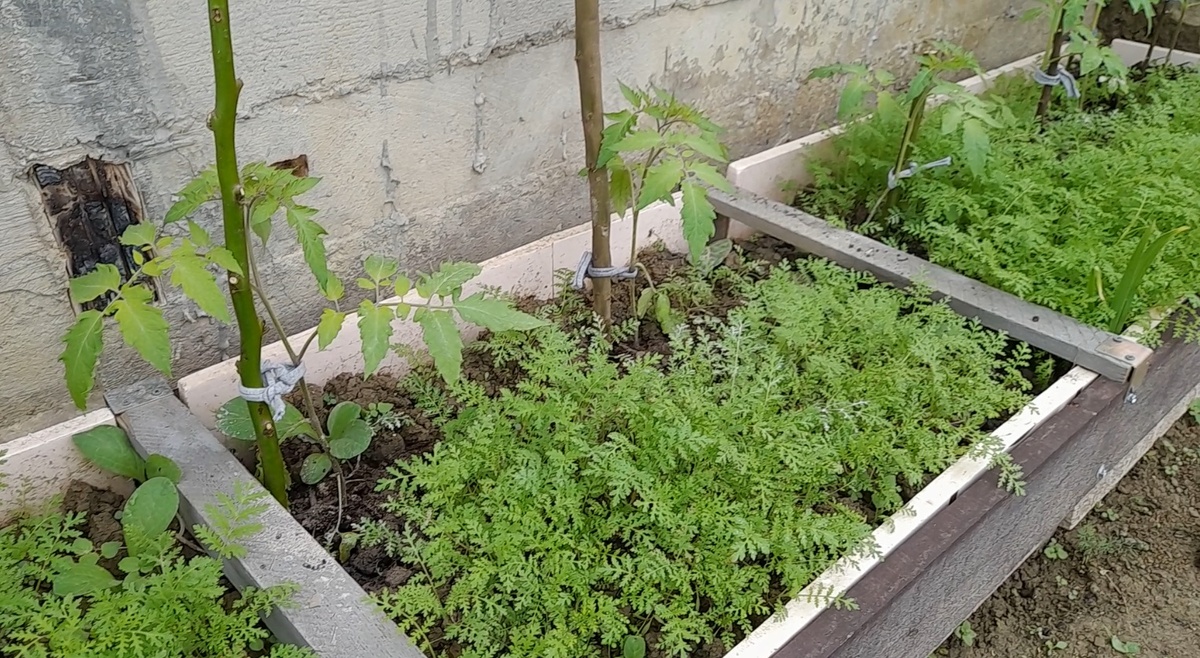 Высадка рассады томатов по всходам фацелии – увеличит урожай в несколько раз: секреты ухода за грядками.Фото автора