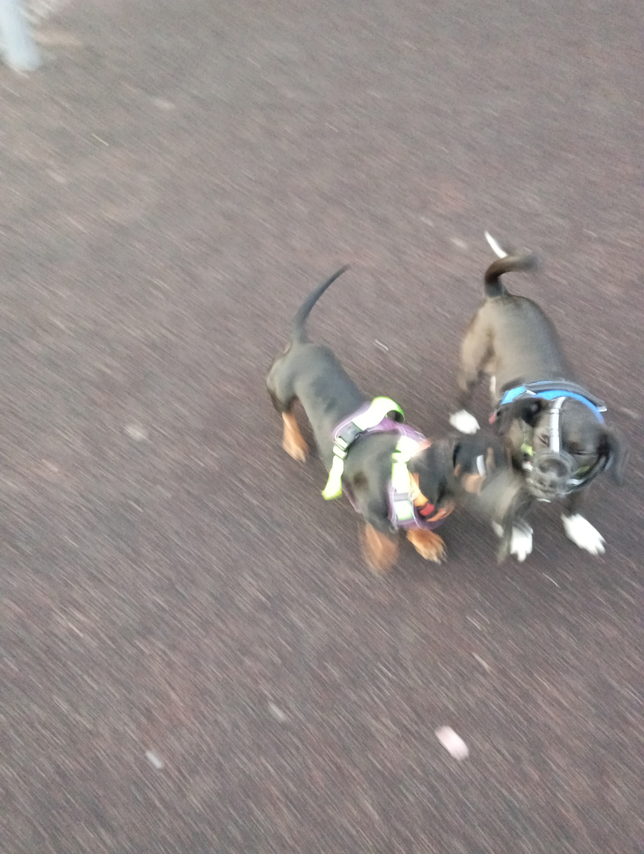 Очень быстро бегают.