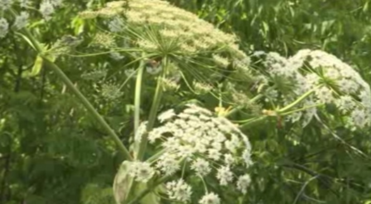    В Курской области продолжается борьба с борщевиком Сосновского