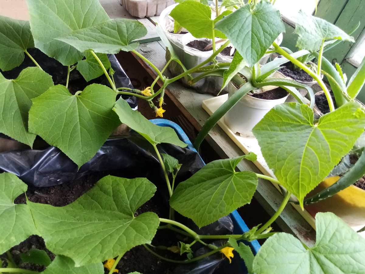 В прошлом году в это время уже ели огурчики, но в этом май как март. 