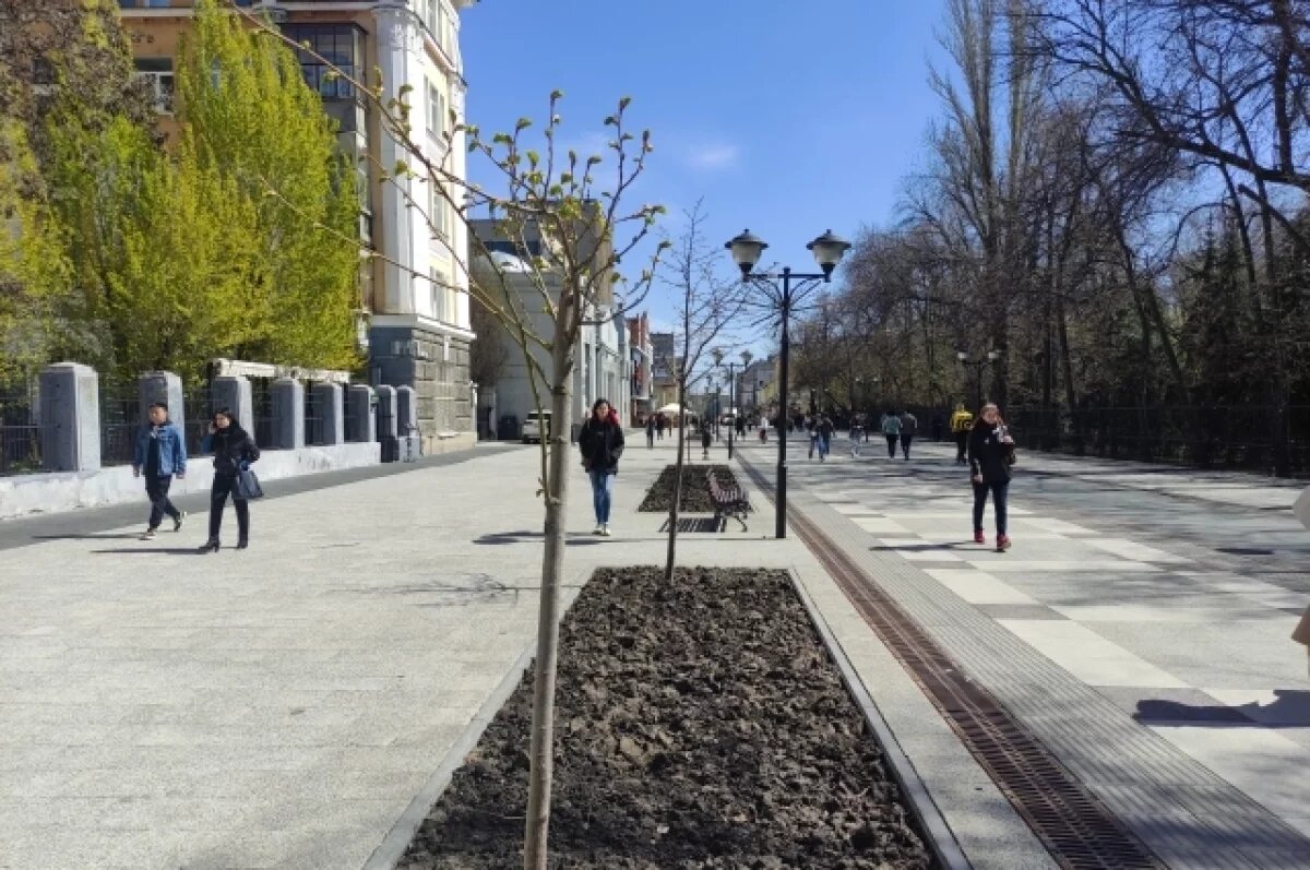    В Саратове гиблые ясени заменят на яблони и сосны