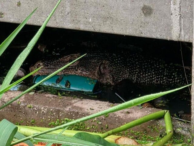    Фото: NAKON45 อัญวุฒิ โพธิ์อำไพ