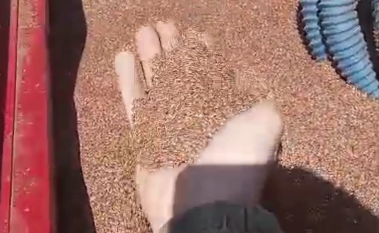    В Омской области начали сеять лен долгунец урожая 2025