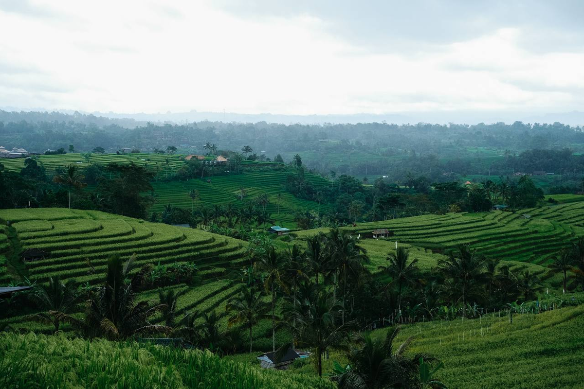 так выглядят самые большие рисовые террасы на Бали (Джатилувих)
