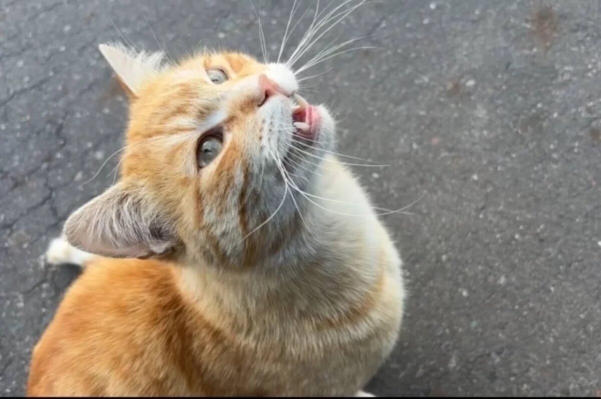    Очаг бешенства обнаружили в воронежском селе