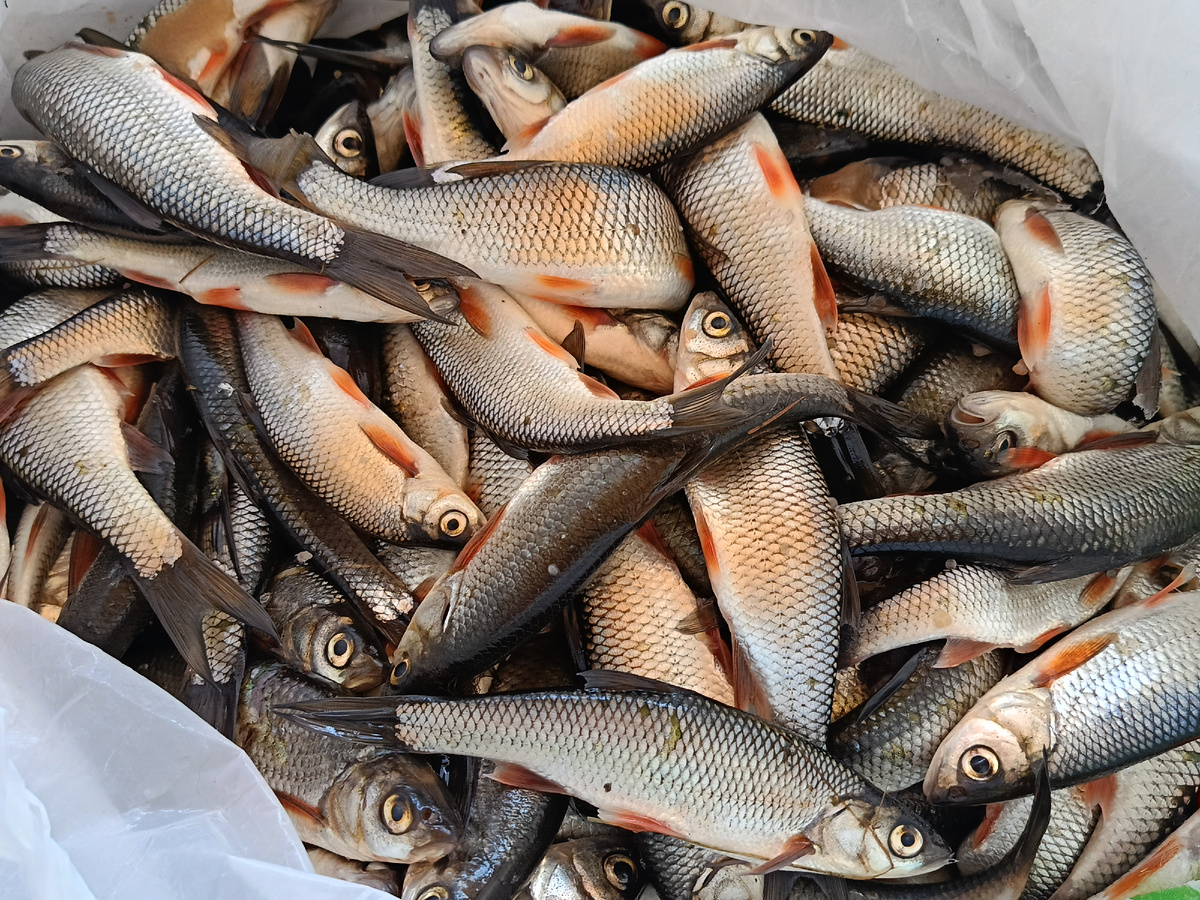 Семейство плотвы. Её ещё называют краснопёркой.