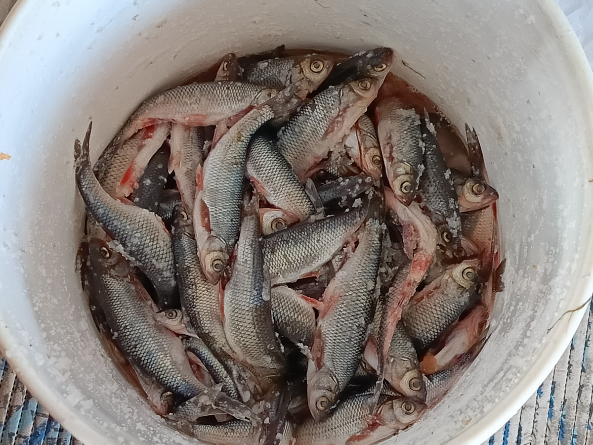 Рыбка вся в икре.