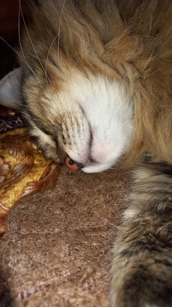 Бон Бон Необыкновенный