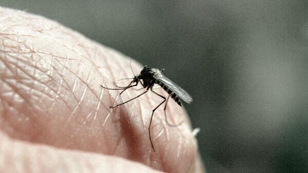    © Sputnik / Олег Ласточкин