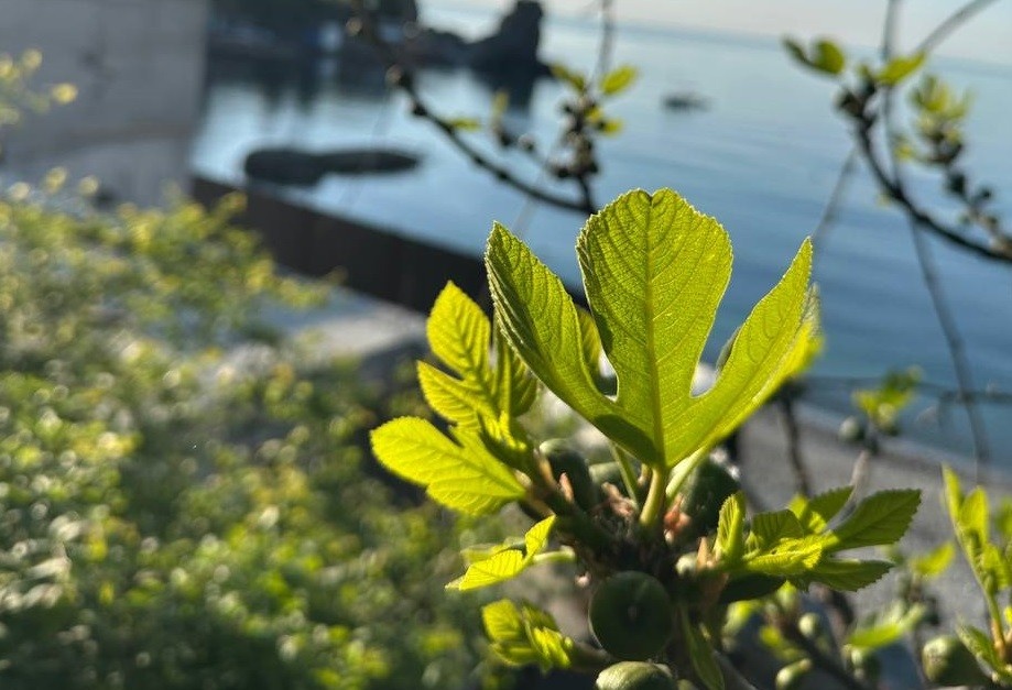 пресс-служба СКФУ