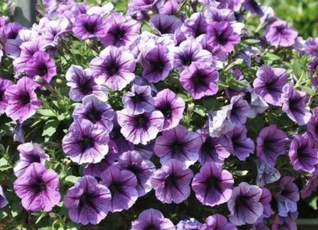 Красавица петуния