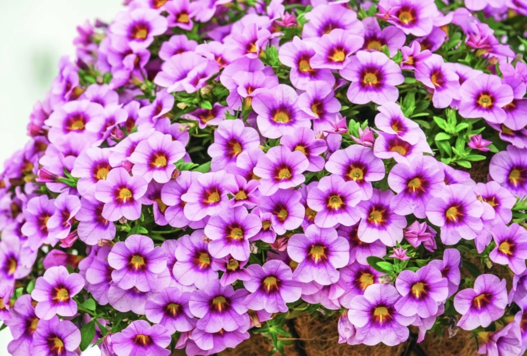 Красавица калибрахоа